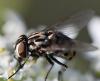 Graphomya maculata
